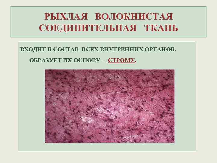 РЫХЛАЯ ВОЛОКНИСТАЯ СОЕДИНИТЕЛЬНАЯ ТКАНЬ ВХОДИТ В СОСТАВ ВСЕХ ВНУТРЕННИХ ОРГАНОВ. ОБРАЗУЕТ ИХ ОСНОВУ –