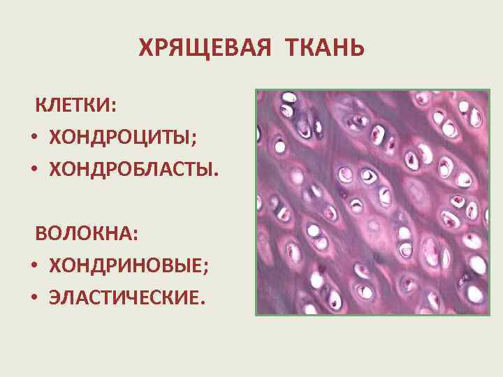 Эластическая хрящевая ткань