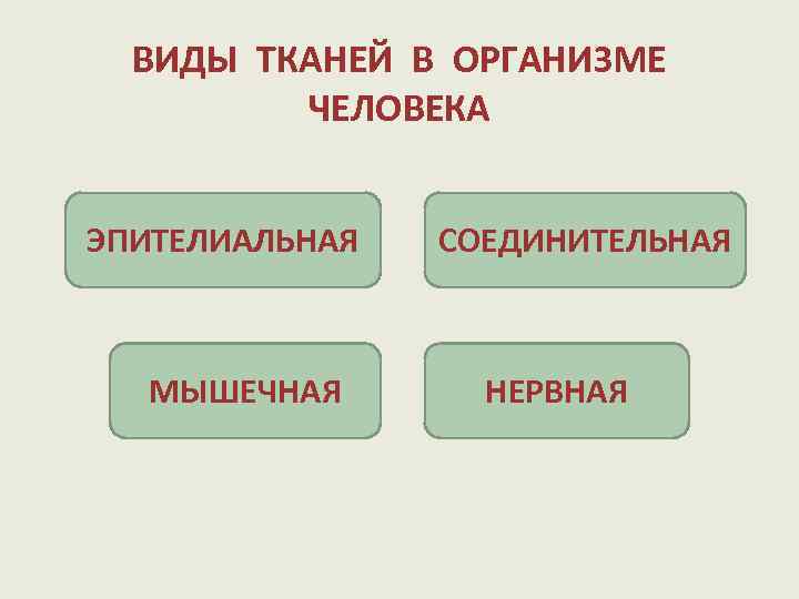 ВИДЫ ТКАНЕЙ В ОРГАНИЗМЕ ЧЕЛОВЕКА ЭПИТЕЛИАЛЬНАЯ МЫШЕЧНАЯ СОЕДИНИТЕЛЬНАЯ НЕРВНАЯ 