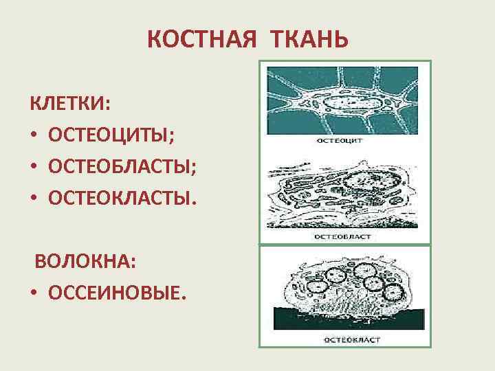 КОСТНАЯ ТКАНЬ КЛЕТКИ: • ОСТЕОЦИТЫ; • ОСТЕОБЛАСТЫ; • ОСТЕОКЛАСТЫ. ВОЛОКНА: • ОССЕИНОВЫЕ. 