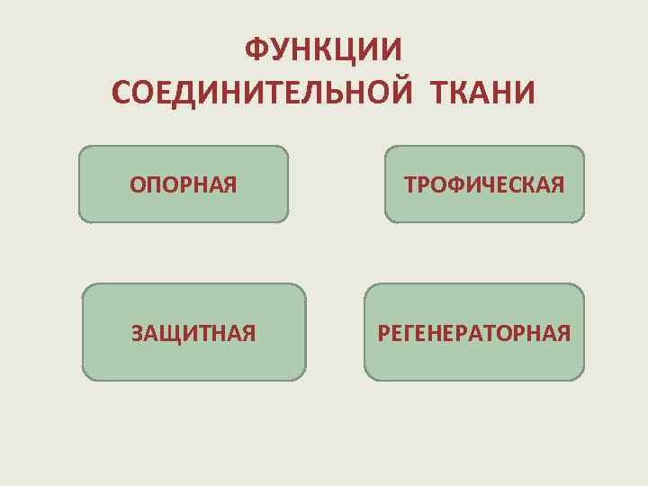 ФУНКЦИИ СОЕДИНИТЕЛЬНОЙ ТКАНИ ОПОРНАЯ ЗАЩИТНАЯ ТРОФИЧЕСКАЯ РЕГЕНЕРАТОРНАЯ 