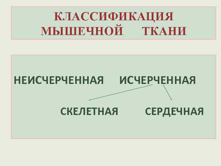 КЛАССИФИКАЦИЯ МЫШЕЧНОЙ ТКАНИ НЕИСЧЕРЧЕННАЯ СКЕЛЕТНАЯ СЕРДЕЧНАЯ 