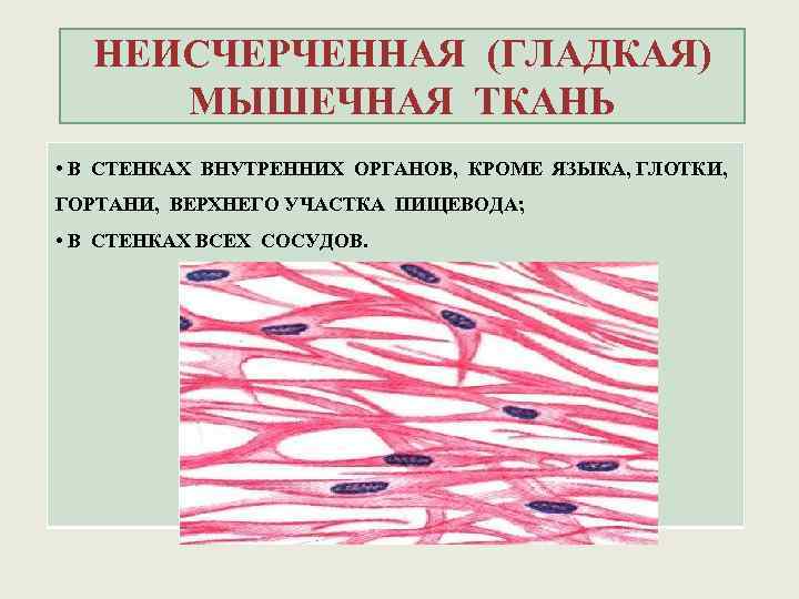 Гладкая мышечная ткань биология 8 класс. Строение гладкой мышечной ткани рисунок. Строение клетки гладких мышц. Гладкая мышечная ткань гистология.