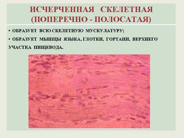 ИСЧЕРЧЕННАЯ СКЕЛЕТНАЯ (ПОПЕРЕЧНО - ПОЛОСАТАЯ) • ОБРАЗУЕТ ВСЮ СКЕЛЕТНУЮ МУСКУЛАТУРУ; • ОБРАЗУЕТ МЫШЦЫ ЯЗЫКА,