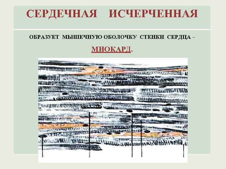 СЕРДЕЧНАЯ ИСЧЕРЧЕННАЯ ОБРАЗУЕТ МЫШЕЧНУЮ ОБОЛОЧКУ СТЕНКИ СЕРДЦА – МИОКАРД. 