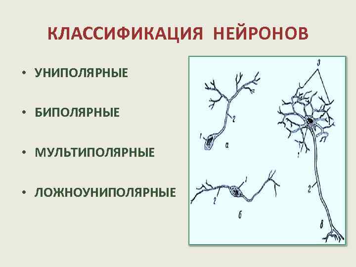 КЛАССИФИКАЦИЯ НЕЙРОНОВ • • УНИПОЛЯРНЫЕ БИПОЛЯРНЫЕ МУЛЬТИПОЛЯРНЫЕ ЛОЖНОУНИПОЛЯРНЫЕ 