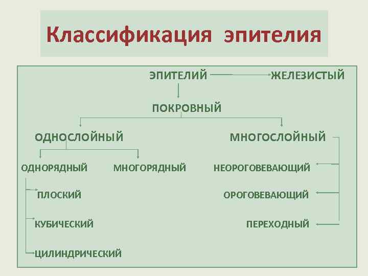 Классификация эпителия ЭПИТЕЛИЙ ЖЕЛЕЗИСТЫЙ ПОКРОВНЫЙ ОДНОСЛОЙНЫЙ МНОГОСЛОЙНЫЙ ОДНОРЯДНЫЙ МНОГОРЯДНЫЙ НЕОРОГОВЕВАЮЩИЙ ПЛОСКИЙ ОРОГОВЕВАЮЩИЙ КУБИЧЕСКИЙ ПЕРЕХОДНЫЙ