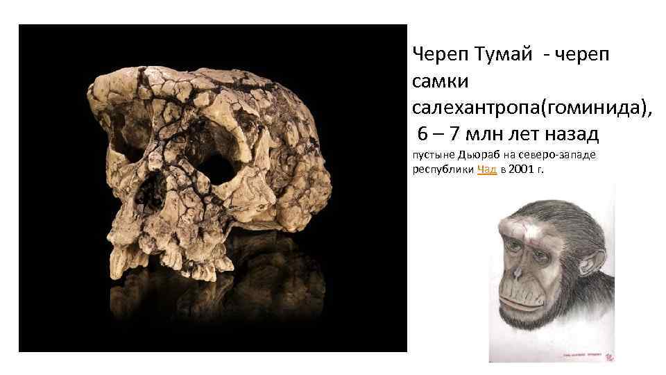 Череп Тумай - череп самки салехантропа(гоминида), 6 – 7 млн лет назад пустыне Дьюраб