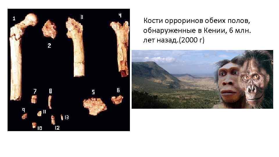 Кости орроринов обеих полов, обнаруженные в Кении, 6 млн. лет назад. (2000 г) 