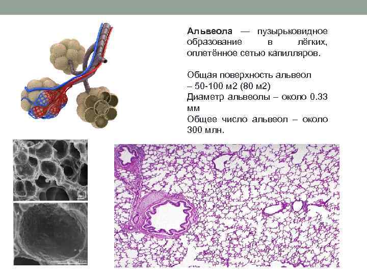 Альвеола — пузырьковидное образование в лёгких, оплетённое сетью капилляров. Общая поверхность альвеол – 50