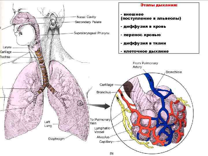 Реферат: Физиология легочного дыхания