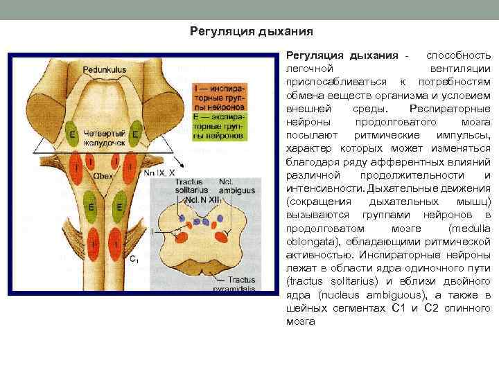 Дыхательный центр продолговатого мозга. Дыхательные Нейроны продолговатого мозга. Типы дыхательных нейронов продолговатого мозга. Локализация дыхательных нейронов продолговатого мозга. Локализация респираторных нейронов в стволе мозга схема.