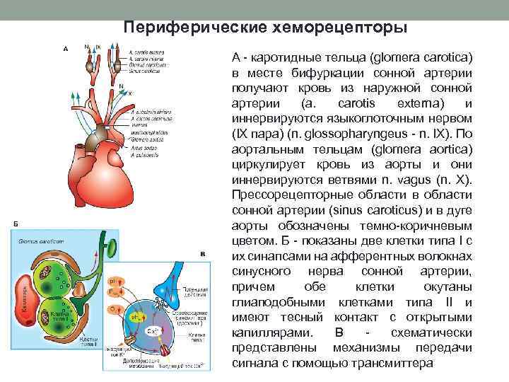 Хеморецепторов дуги аорты