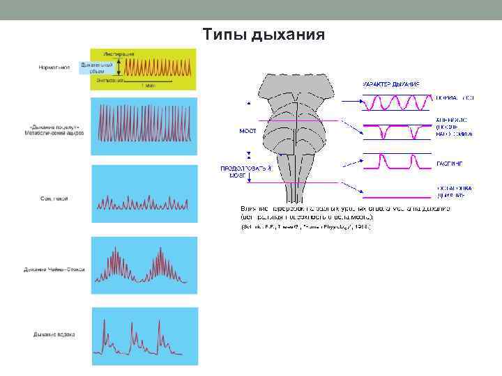 Назовите типы дыхания