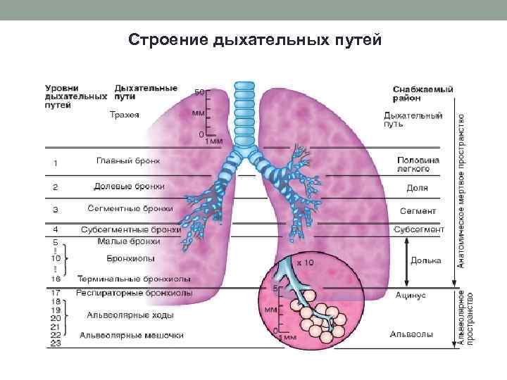 Строение дыхательных путей 