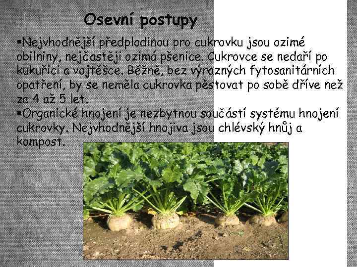 Osevní postupy Nejvhodnější předplodinou pro cukrovku jsou ozimé obilniny, nejčastěji ozimá pšenice. Cukrovce se