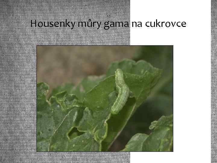 Housenky můry gama na cukrovce 