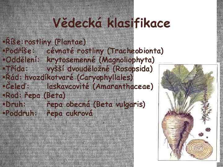 Vědecká klasifikace Říše: rostliny (Plantae) Podříše: cévnaté rostliny (Tracheobionta) Oddělení: krytosemenné (Magnoliophyta) Třída: vyšší