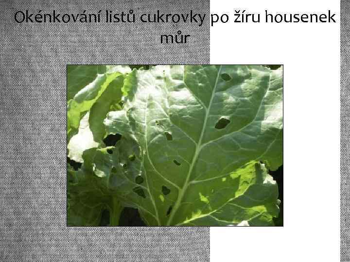 Okénkování listů cukrovky po žíru housenek můr 