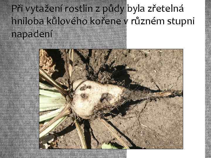 Při vytažení rostlin z půdy byla zřetelná hniloba kůlového kořene v různém stupni napadení