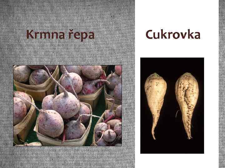 Krmna řepa Cukrovka 