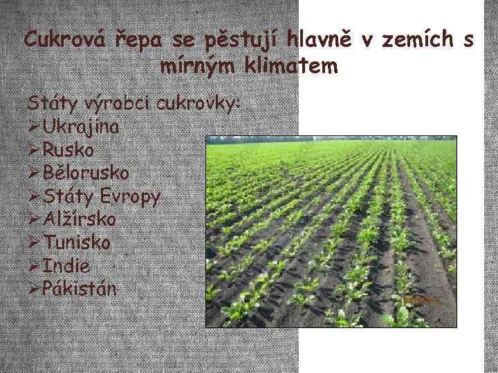 Cukrová řepa se pěstují hlavně v zemích s mírným klimatem Státy výrobci cukrovky: Ukrajina