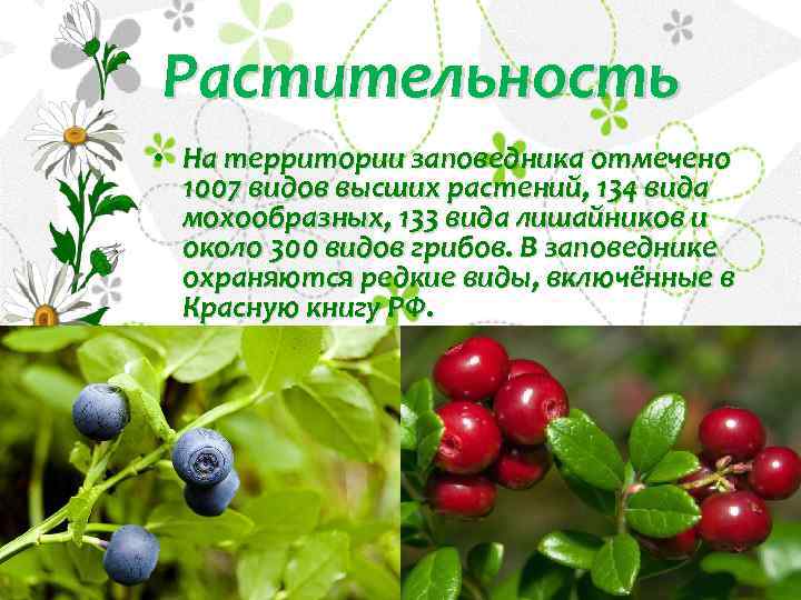 Растительность • На территории заповедника отмечено 1007 видов высших растений, 134 вида мохообразных, 133