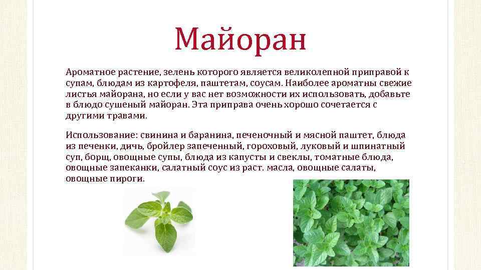 Майоран Ароматное растение, зелень которого является великолепной приправой к супам, блюдам из картофеля, паштетам,