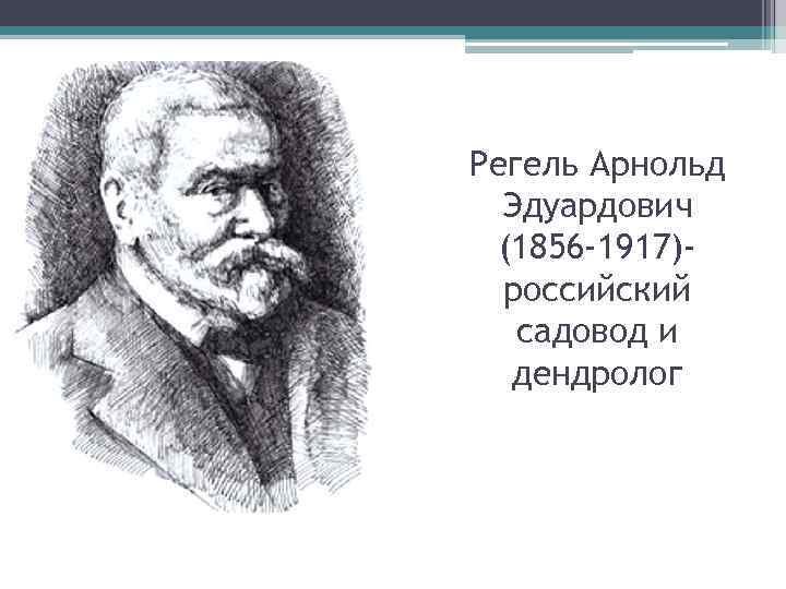 Регель Арнольд Эдуардович (1856 -1917)российский садовод и дендролог 