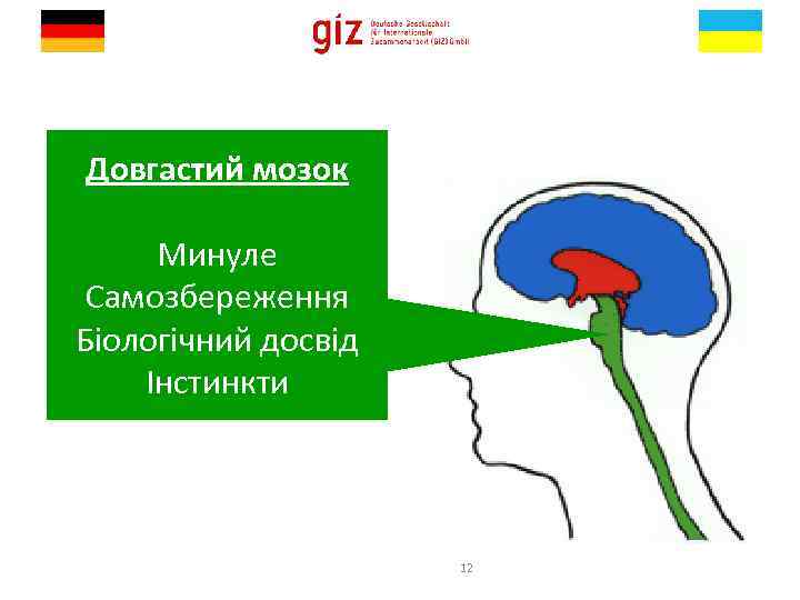 Довгастий мозок Минуле Самозбереження Біологічний досвід Інстинкти 12 