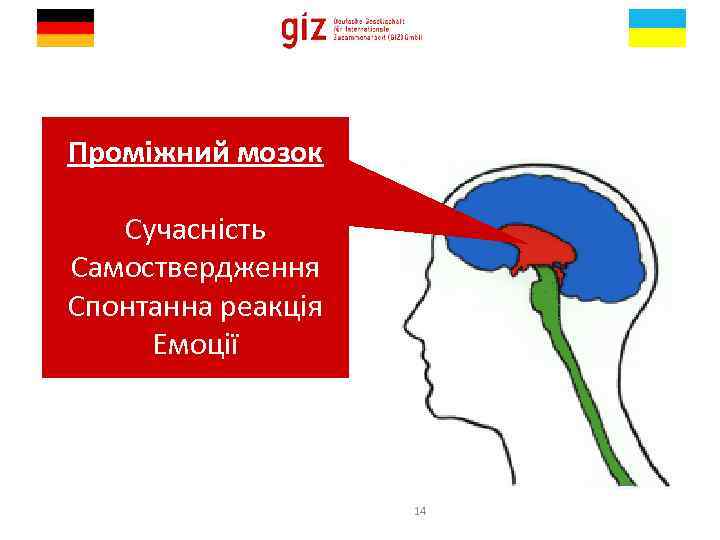 Проміжний мозок Сучасність Самоствердження Спонтанна реакція Емоції 14 