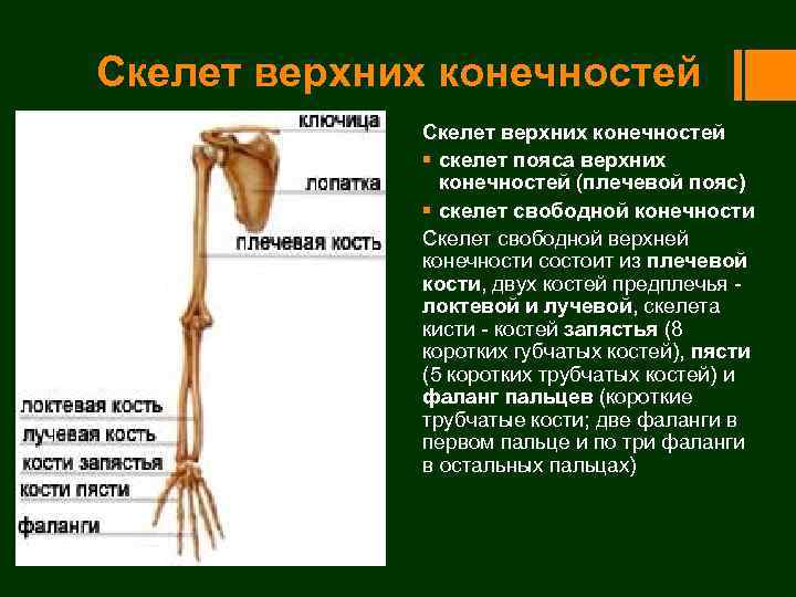 Скелет конечностей развитие. Скелет верхней конечности. Скелет свободной верхней конечности. Кости пояса верхней конечности. Скелет пояса верхних конечностей.
