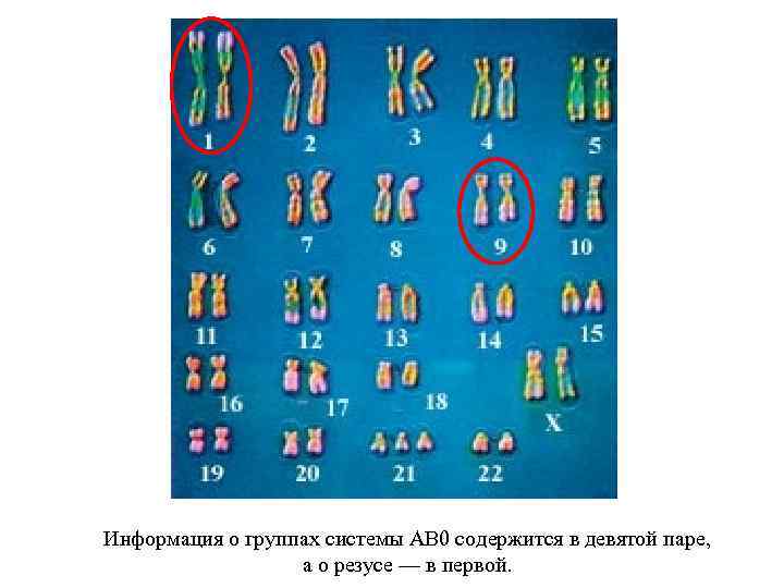 Информация о группах системы АВ 0 содержится в девятой паре, а о резусе —