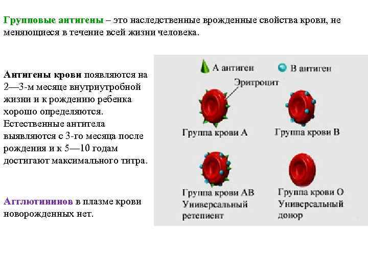 Групповые антигены – это наследственные врожденные свойства крови, не Групповые антигены меняющиеся в течение