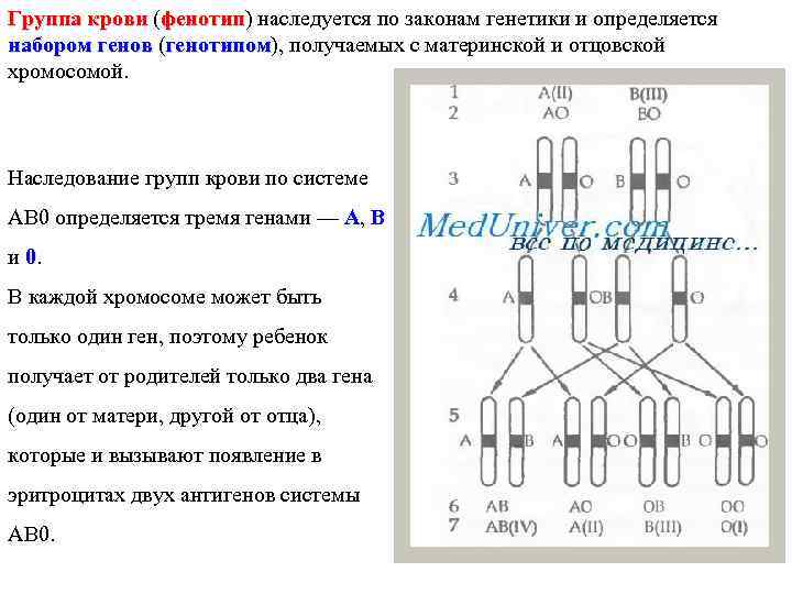 Группа крови (фенотип) наследуется по законам генетики и определяется Группа крови фенотип набором генов