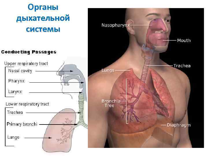 Органы дыхательной системы 