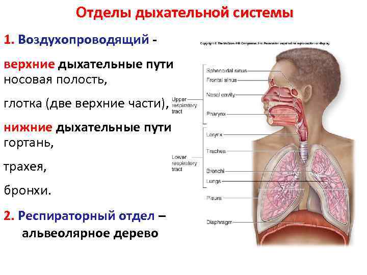 Отделы дыхательной системы 1. Воздухопроводящий верхние дыхательные пути носовая полость, глотка (две верхние части),