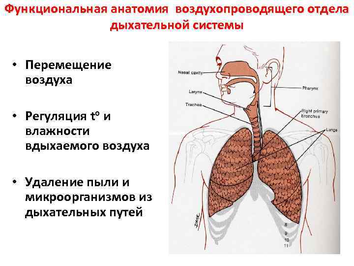 Функциональная анатомия воздухопроводящего отдела дыхательной системы • Перемещение воздуха • Регуляция to и влажности