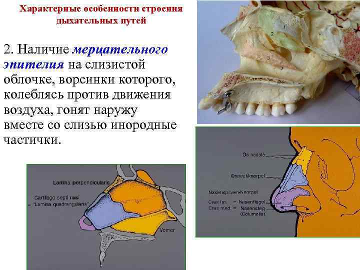 Характерные особенности строения дыхательных путей 2. Наличие мерцательного эпителия на слизистой облочке, ворсинки которого,