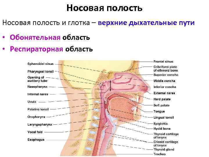 Носовая полость и глотка – верхние дыхательные пути • Обонятельная область • Респираторная область