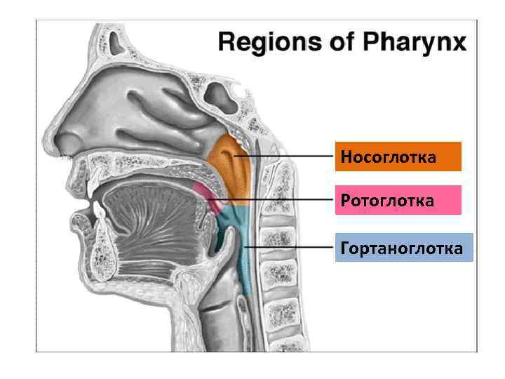 Носоглотка Ротоглотка Гортаноглотка 