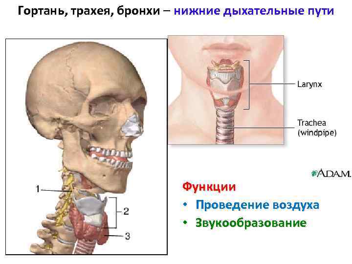 Гортань, трахея, бронхи – нижние дыхательные пути Функции • Проведение воздуха • Звукообразование 