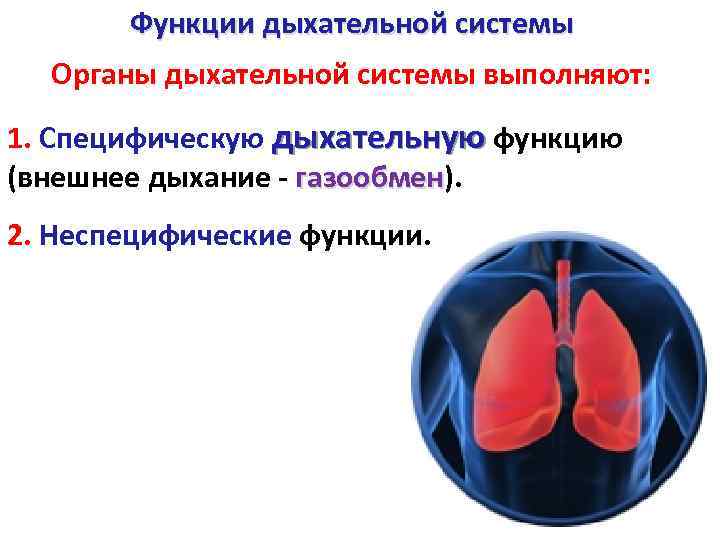 Тест функции дыхания. Неспецифические функции дыхательная система. Специфическая дыхательная функция. Органы дыхания выполняют следующие функции:. Закономерности функционирования органов дыхания.