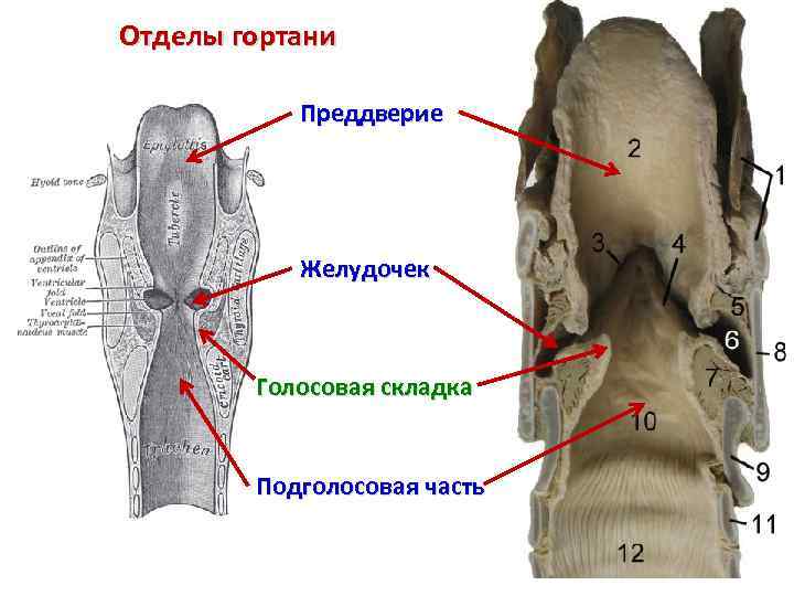 Преддверие гортани ограничено