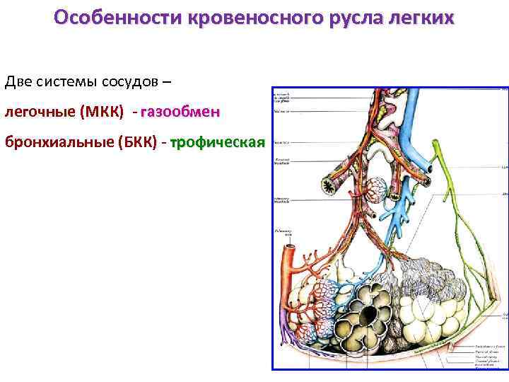 Сосудистое русло