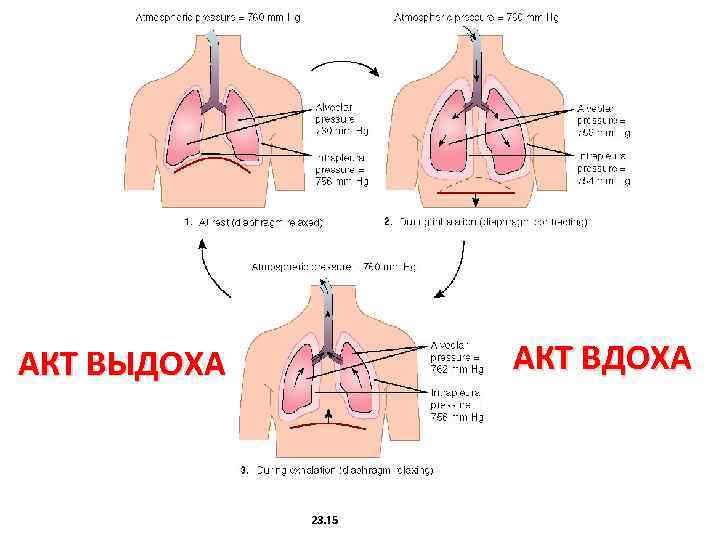 АКТ ВЫДОХА АКТ ВДОХА 