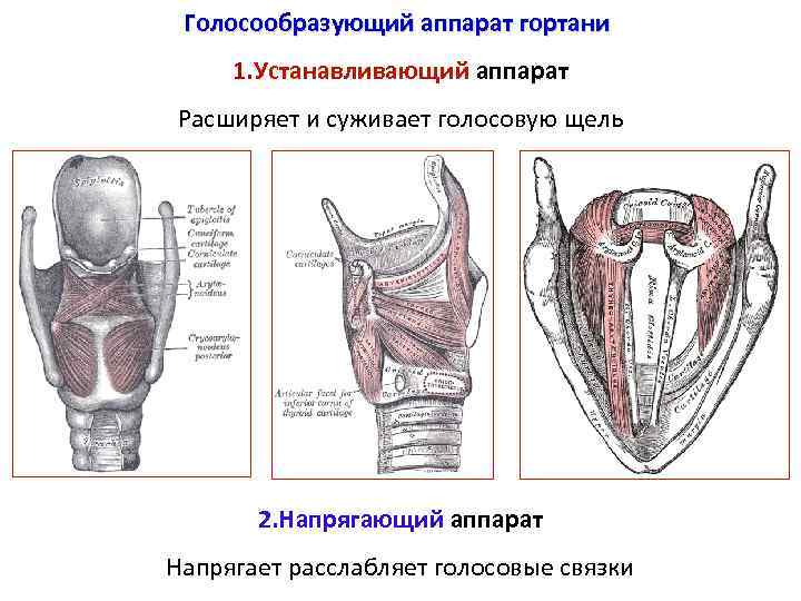 Голосообразующий аппарат гортани 1. Устанавливающий аппарат Расширяет и суживает голосовую щель 2. Напрягающий аппарат