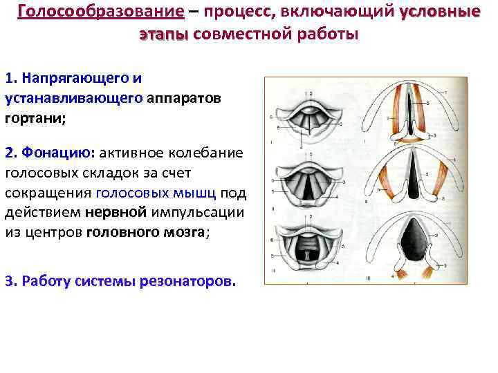 Голосовые складки при фонации