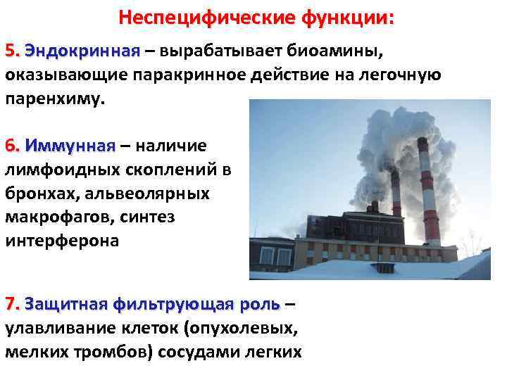 Неспецифические функции: 5. Эндокринная – вырабатывает биоамины, оказывающие паракринное действие на легочную паренхиму. 6.