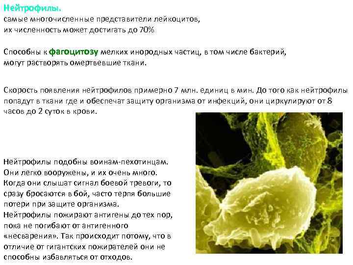 Нейтрофилы. самые многочисленные представители лейкоцитов, их численность может достигать до 70% Способны к фагоцитозу